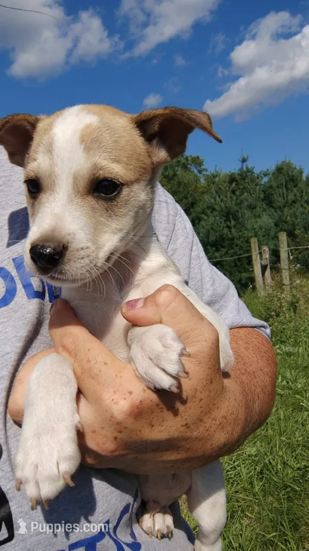 moe – Rat Terrier, Chihuahua puppy for sale in Goshen, IN
