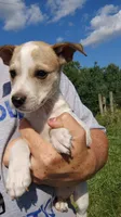 moe, a male Rat Terrier and Chihuahua for sale in Goshen, IN – 1 of 3