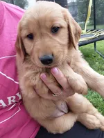 Dahlia , a female Golden Retriever for sale in Goshen, IN – 4 of 4