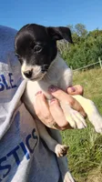 melody , a female Rat Terrier and Chihuahua for sale in Goshen, IN – 2 of 3