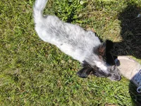 Lacey, a female Australian Cattle Dog for sale in Goshen, IN – 4 of 5