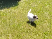Lacey, a female Australian Cattle Dog for sale in Goshen, IN – 2 of 5