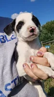 mogley, a male Rat Terrier and Chihuahua for sale in Goshen, IN – 2 of 6