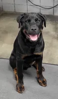 Rosco , a male Rottweiler for sale in Springfield, MO – 3 of 3