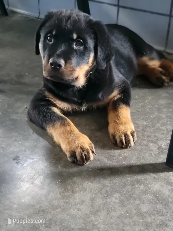 Brown  – Rottweiler puppy for sale in Springfield, MO