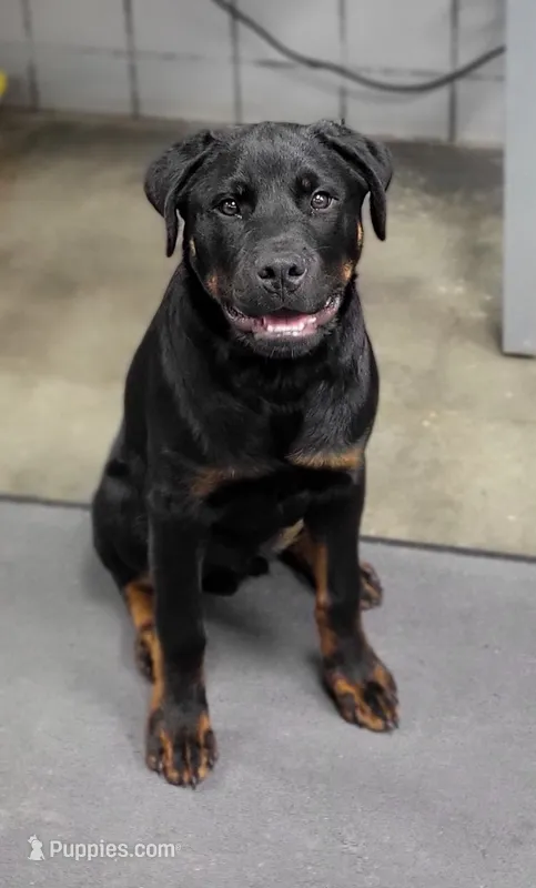 Rosco  – Rottweiler puppy for sale in Springfield, MO