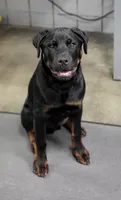 Rosco , a male Rottweiler for sale in Springfield, MO – 1 of 3