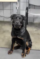Rosco , a male Rottweiler for sale in Springfield, MO – 2 of 3