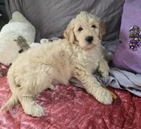 Missy, a female Goldendoodle for sale in Napoleon, MI – 4 of 4