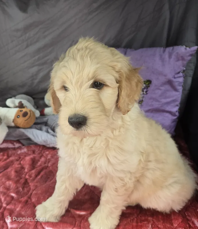 Missy – Goldendoodle puppy for sale in Napoleon, MI