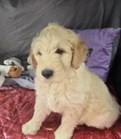 Missy, a female Goldendoodle for sale in Napoleon, MI – 1 of 4