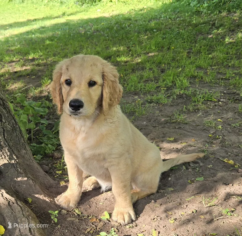 Daisy – Goldendoodle puppy for sale in Napoleon, MI