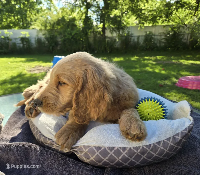 Sonny – Goldendoodle puppy for sale in Napoleon, MI