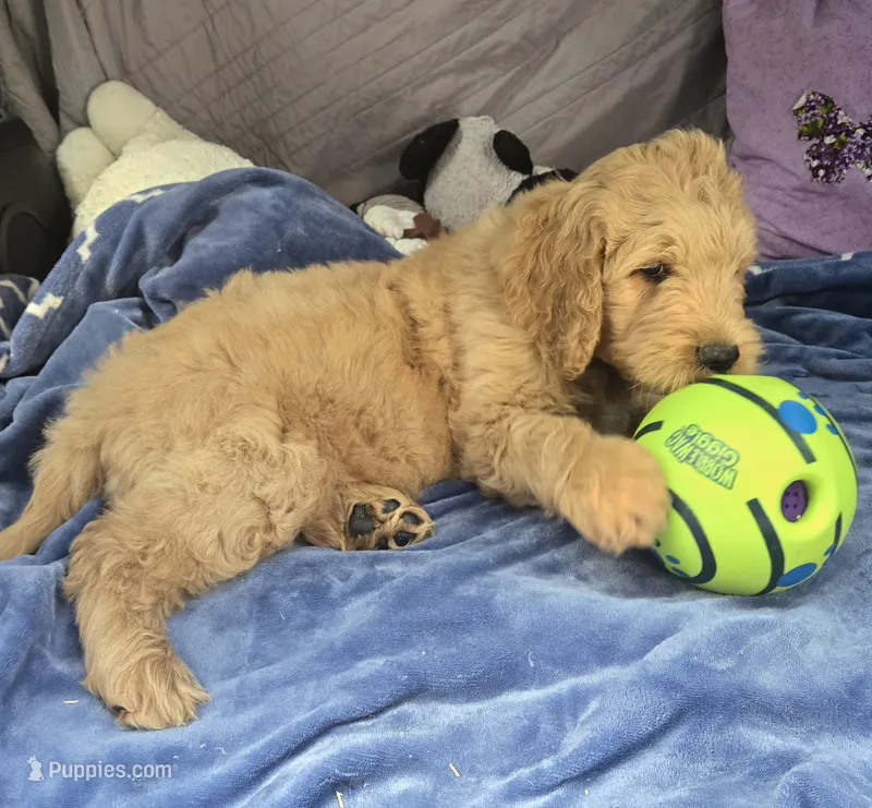 Jack – Goldendoodle puppy for sale in Napoleon, MI