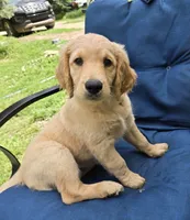 Daisy, a female Goldendoodle for sale in Napoleon, MI – 3 of 3