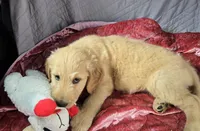 Sophie, a female Goldendoodle for sale in Napoleon, MI – 3 of 5