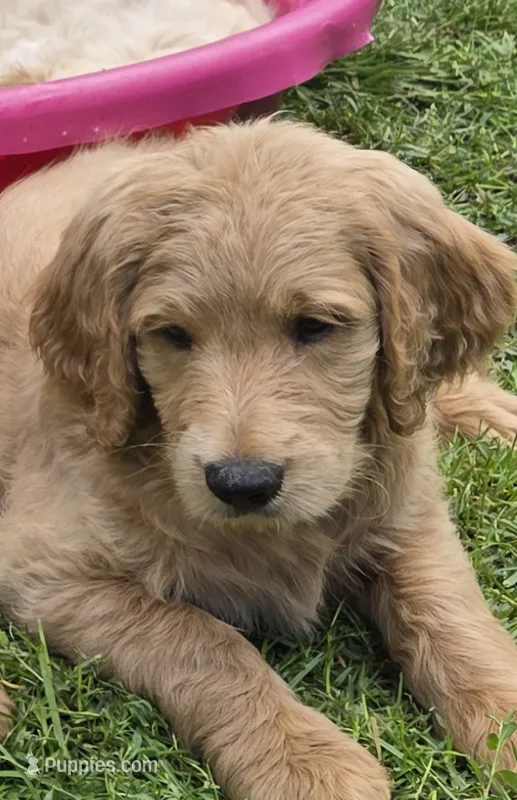 Sonny – Goldendoodle puppy for sale in Napoleon, MI