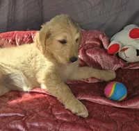 Sophie, a female Goldendoodle for sale in Napoleon, MI – 4 of 5