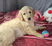 Sophie, a female Goldendoodle for sale in Napoleon, MI – 2 of 5