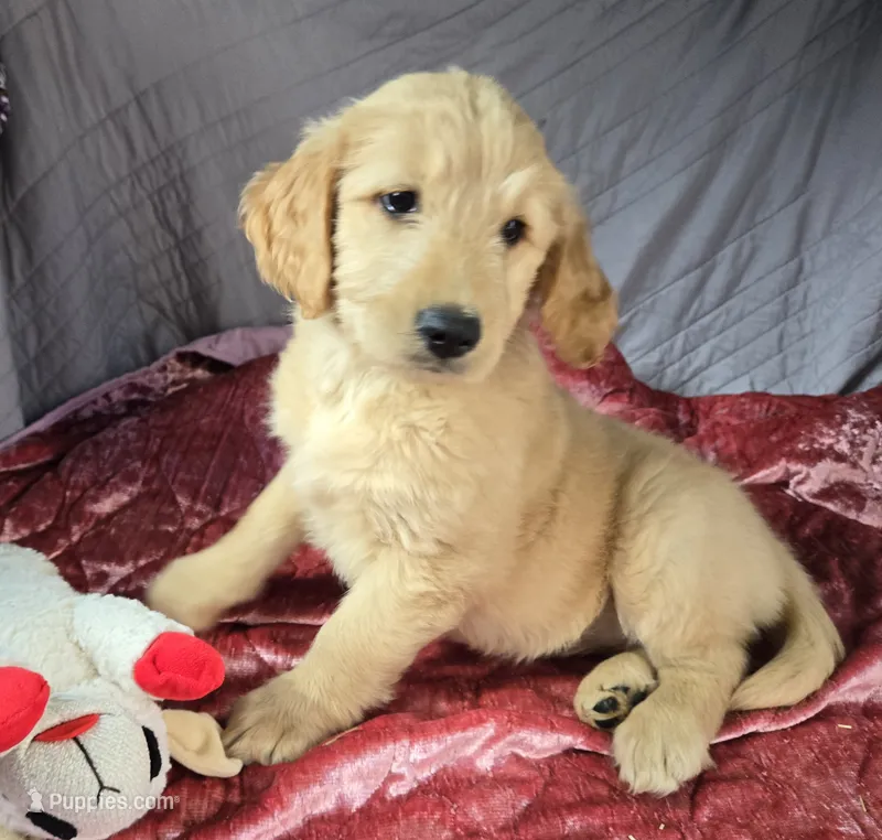 Sophie – Goldendoodle puppy for sale in Napoleon, MI