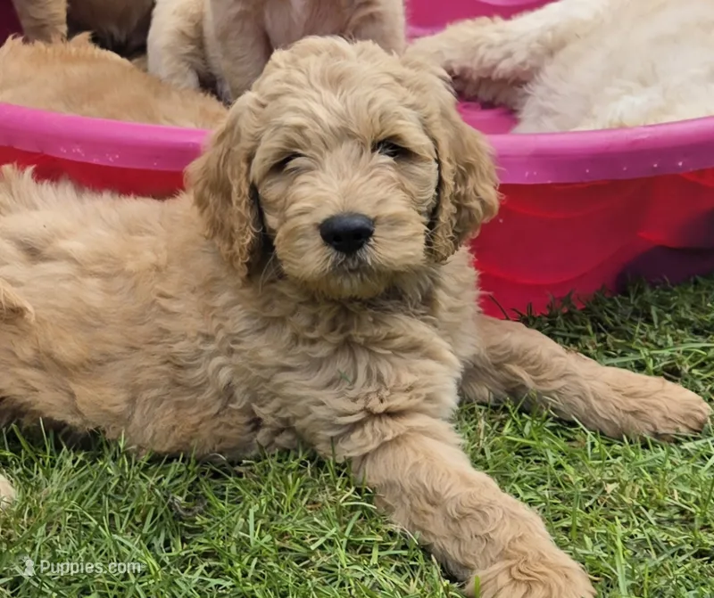 Jack – Goldendoodle puppy for sale in Napoleon, MI