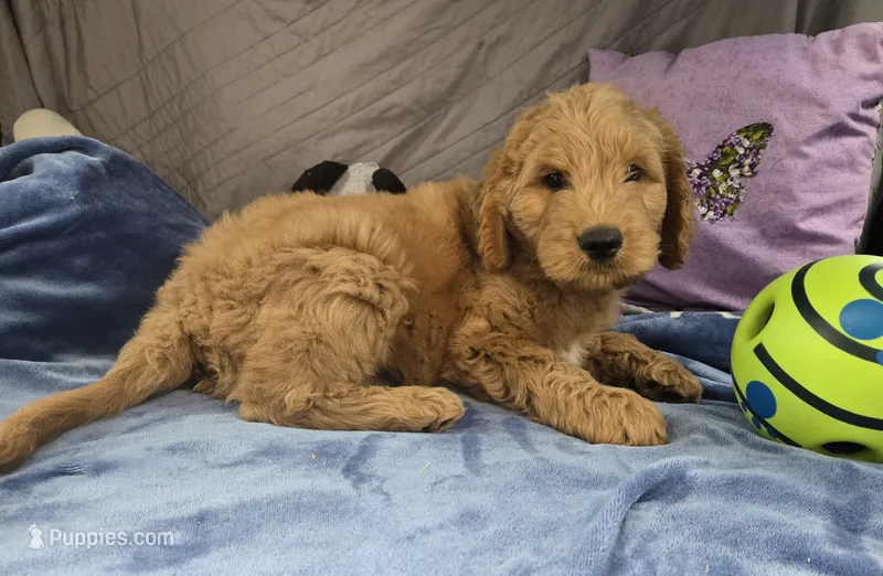 Coa Coa – Goldendoodle puppy for sale in Napoleon, MI