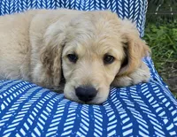 Sparky , a male Goldendoodle for sale in Napoleon, MI – 3 of 3