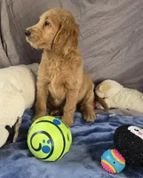 Gorgeous , a male Goldendoodle for sale in Napoleon, MI – 2 of 2