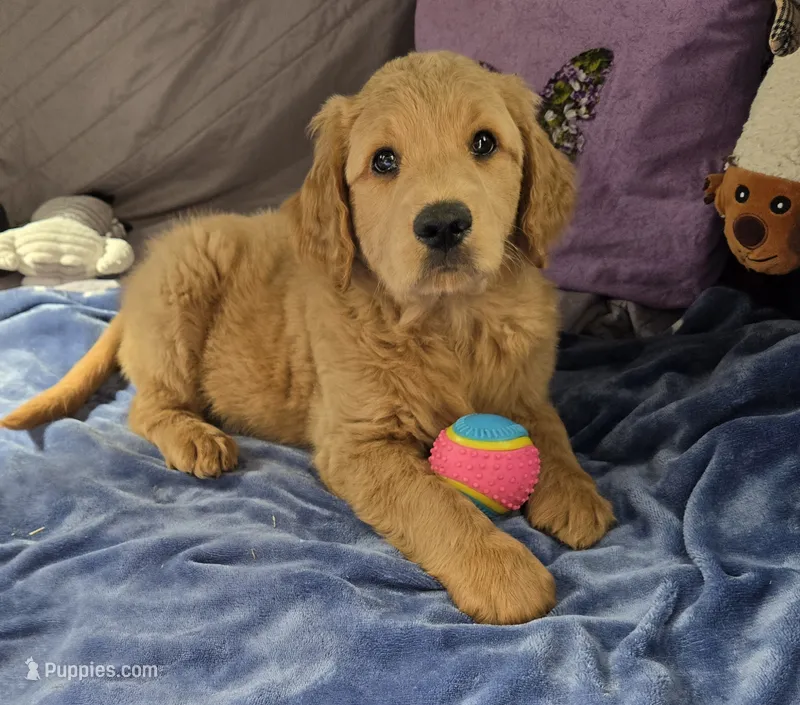 Lucky – Goldendoodle puppy for sale in Napoleon, MI