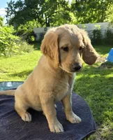 Daisy, a female Golden Retriever and Poodle - Standard  for sale in Napoleon, MI – 6 of 6