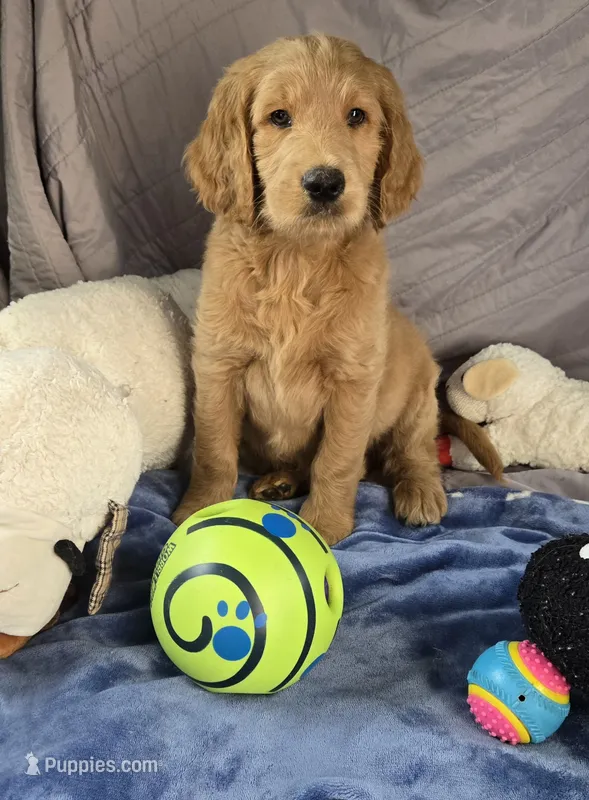 Gorgeous  – Goldendoodle puppy for sale in Napoleon, MI