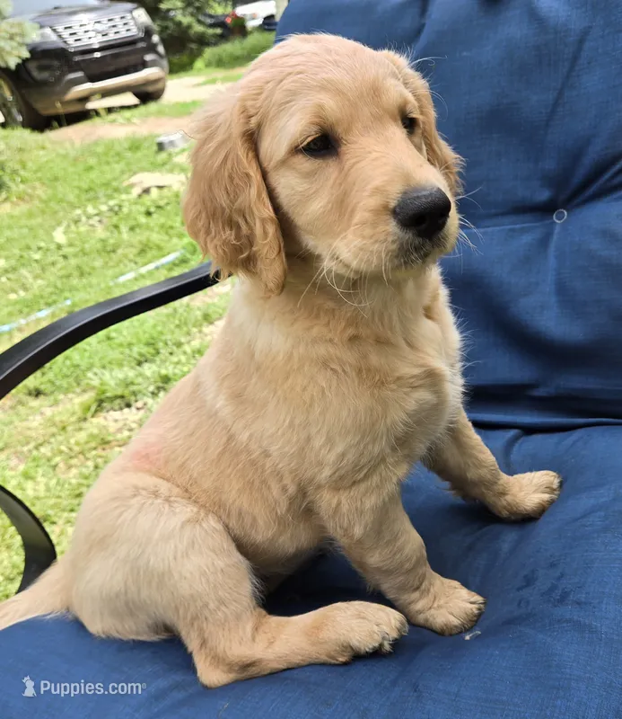 Daisy – Goldendoodle puppy for sale in Napoleon, MI