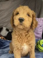 Coa Coa, a male Goldendoodle for sale in Napoleon, MI – 2 of 4