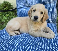 Sparky , a male Goldendoodle for sale in Napoleon, MI – 2 of 3
