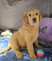 Lucky, a male Goldendoodle for sale in Napoleon, MI – 5 of 5