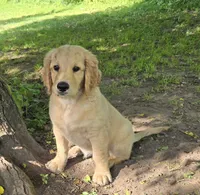 Daisy, a female Golden Retriever and Poodle - Standard  for sale in Napoleon, MI – 2 of 6