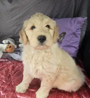 Missy, a female Goldendoodle for sale in Napoleon, MI – 3 of 4