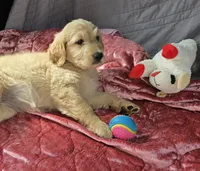 Sophie, a female Goldendoodle for sale in Napoleon, MI – 5 of 5
