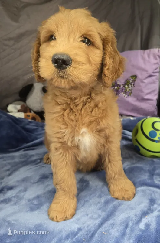 Coa Coa – Goldendoodle puppy for sale in Napoleon, MI
