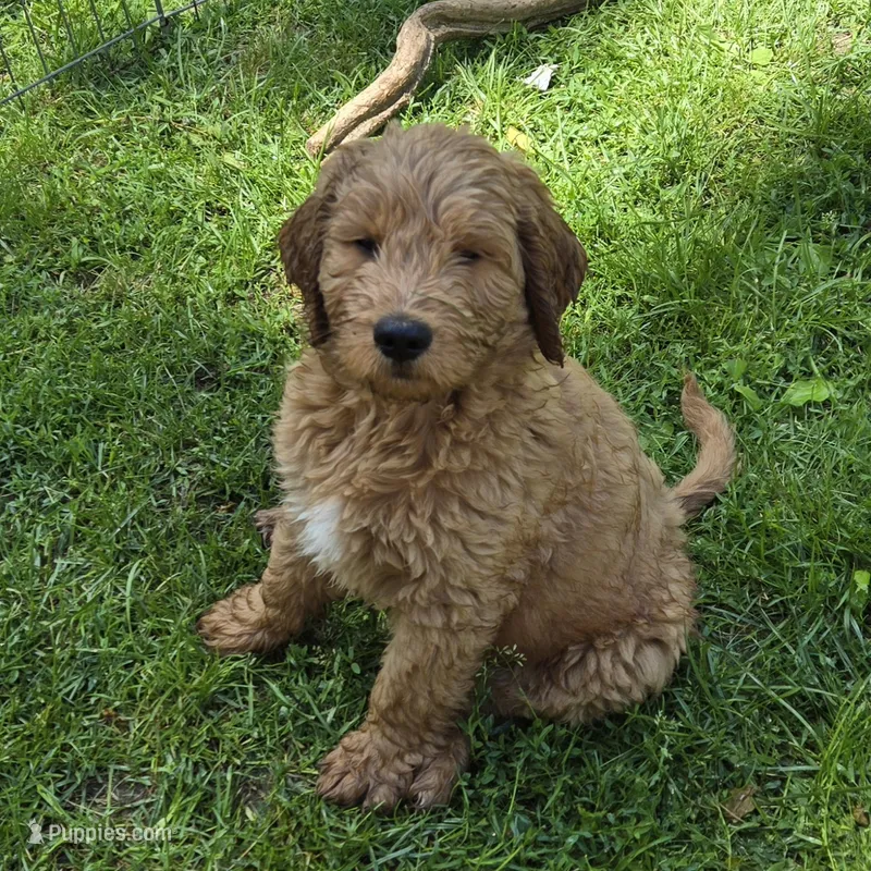 Coa Coa – Goldendoodle puppy for sale in Napoleon, MI