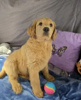 Lucky, a male Goldendoodle for sale in Napoleon, MI – 4 of 5