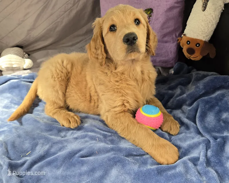 Lucky – Goldendoodle puppy for sale in Napoleon, MI