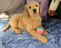 Lucky, a male Goldendoodle for sale in Napoleon, MI – 2 of 5