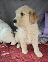 Missy, a female Goldendoodle for sale in Napoleon, MI – 2 of 4