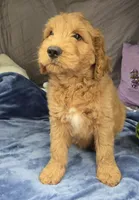 Coa Coa, a male Goldendoodle for sale in Napoleon, MI – 3 of 4
