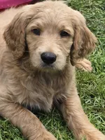 Sonny, a male Goldendoodle for sale in Napoleon, MI – 2 of 3
