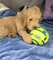 Jack, a male Goldendoodle for sale in Napoleon, MI – 2 of 2
