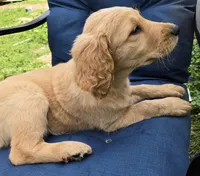 Daisy, a female Goldendoodle for sale in Napoleon, MI – 2 of 3