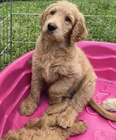 Sonny, a male Goldendoodle for sale in Napoleon, MI – 3 of 3