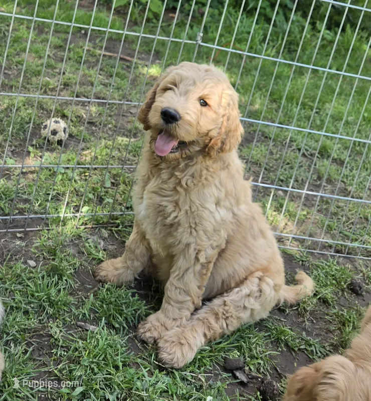 Jack – Goldendoodle puppy for sale in Napoleon, MI